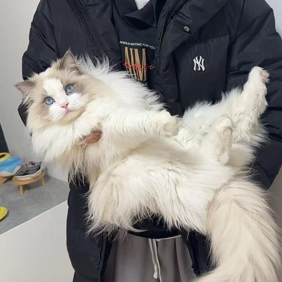 小峰布偶猫（家里150只布偶猫）