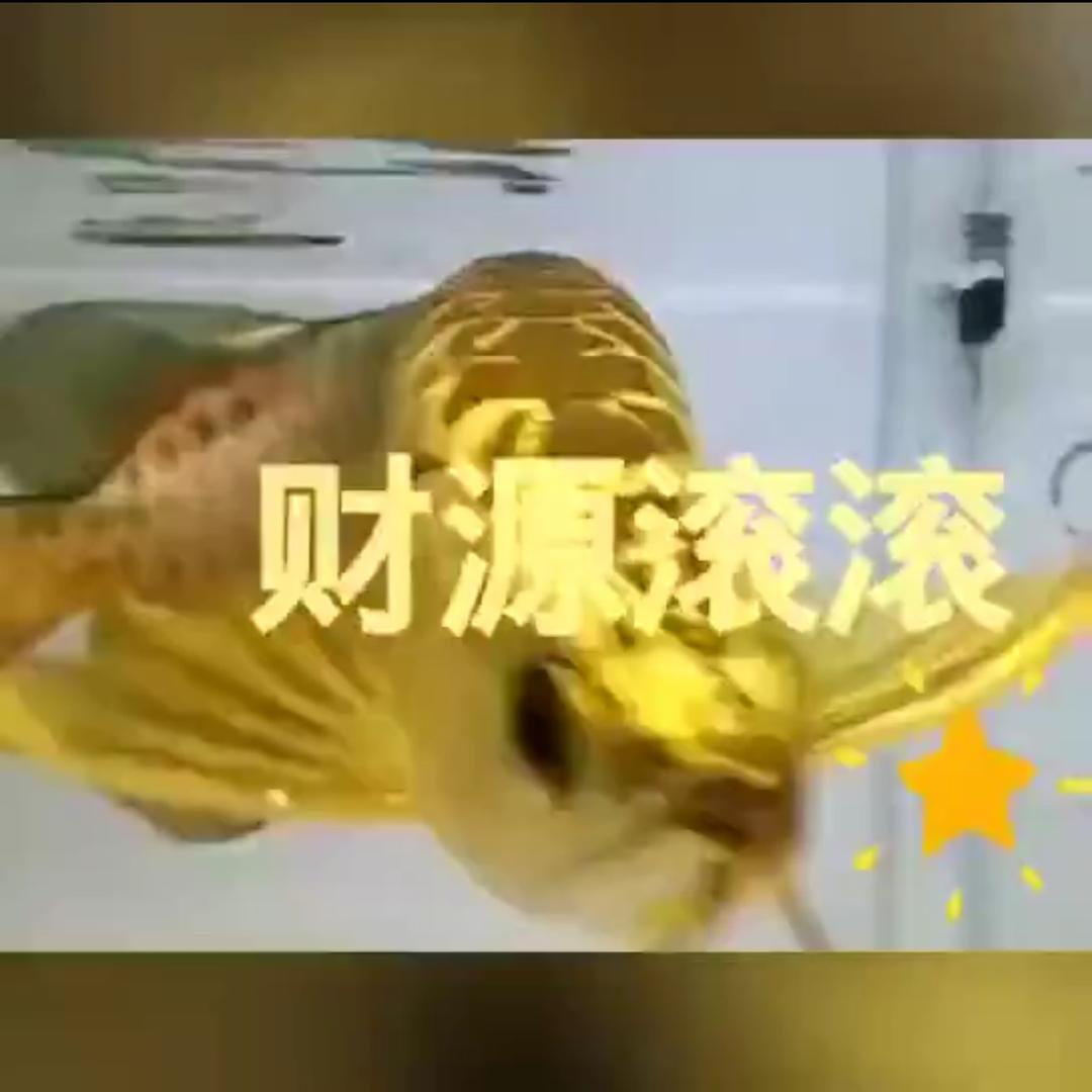 小鱼儿奶奶😊
