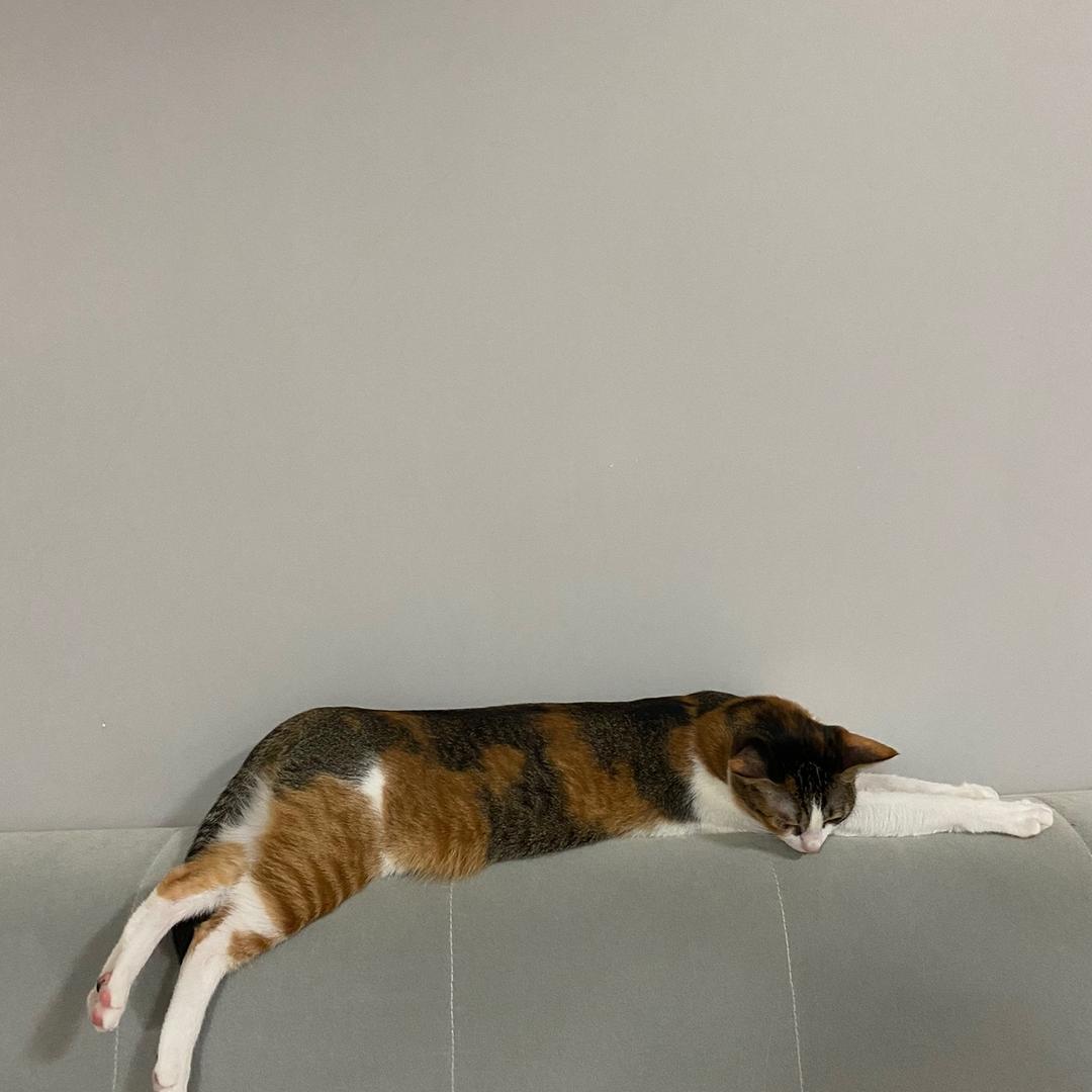 牛油果猫咪