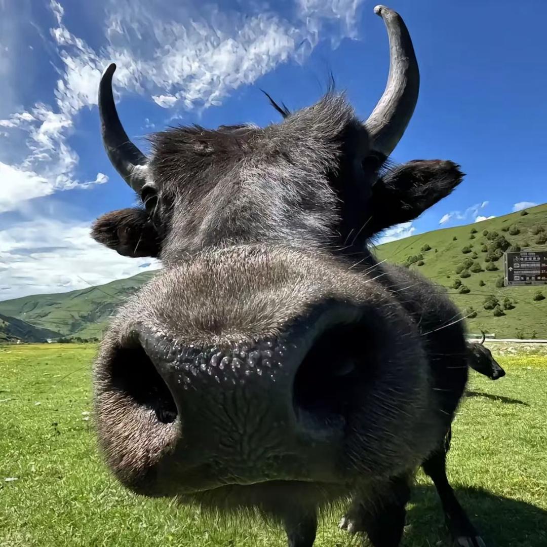 茶马互市高原牦牛肉