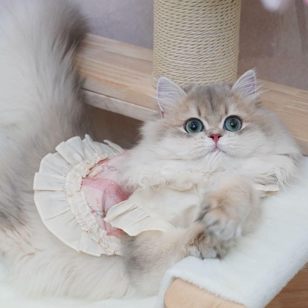 大麦·Barley cat🌾