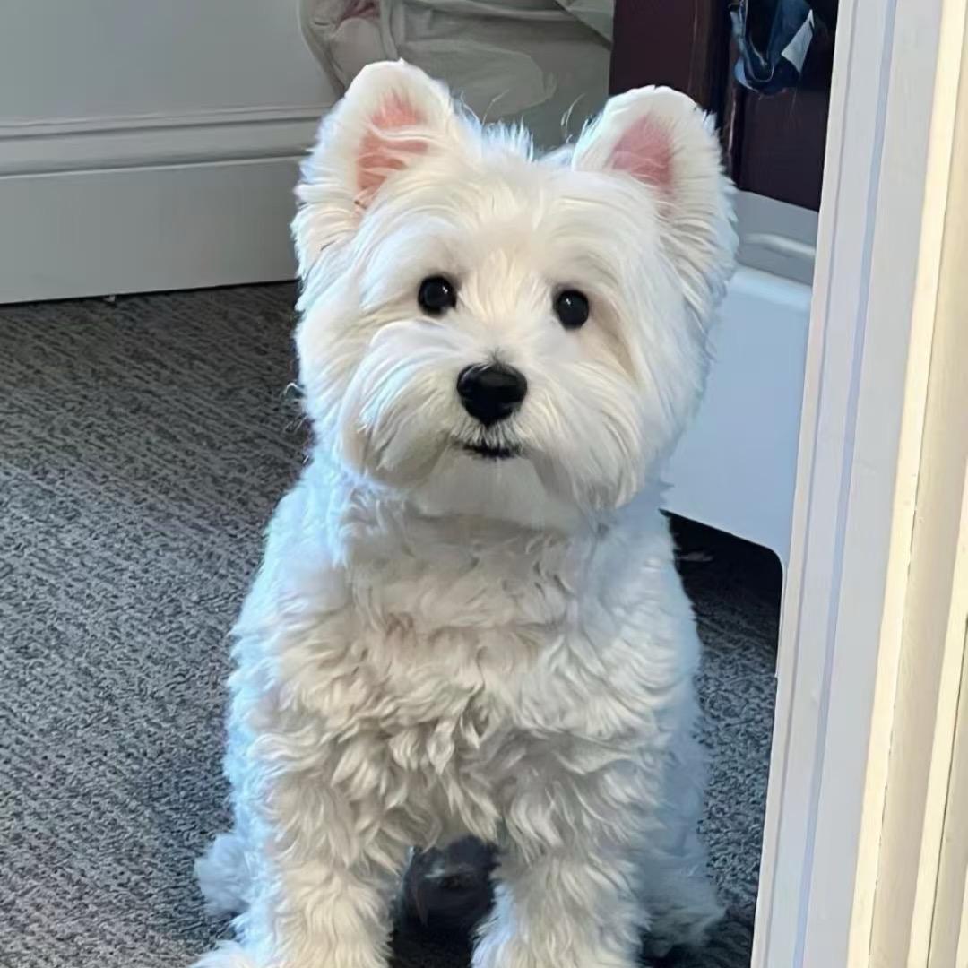 佳宠宠物柴犬边境比熊金毛西高地