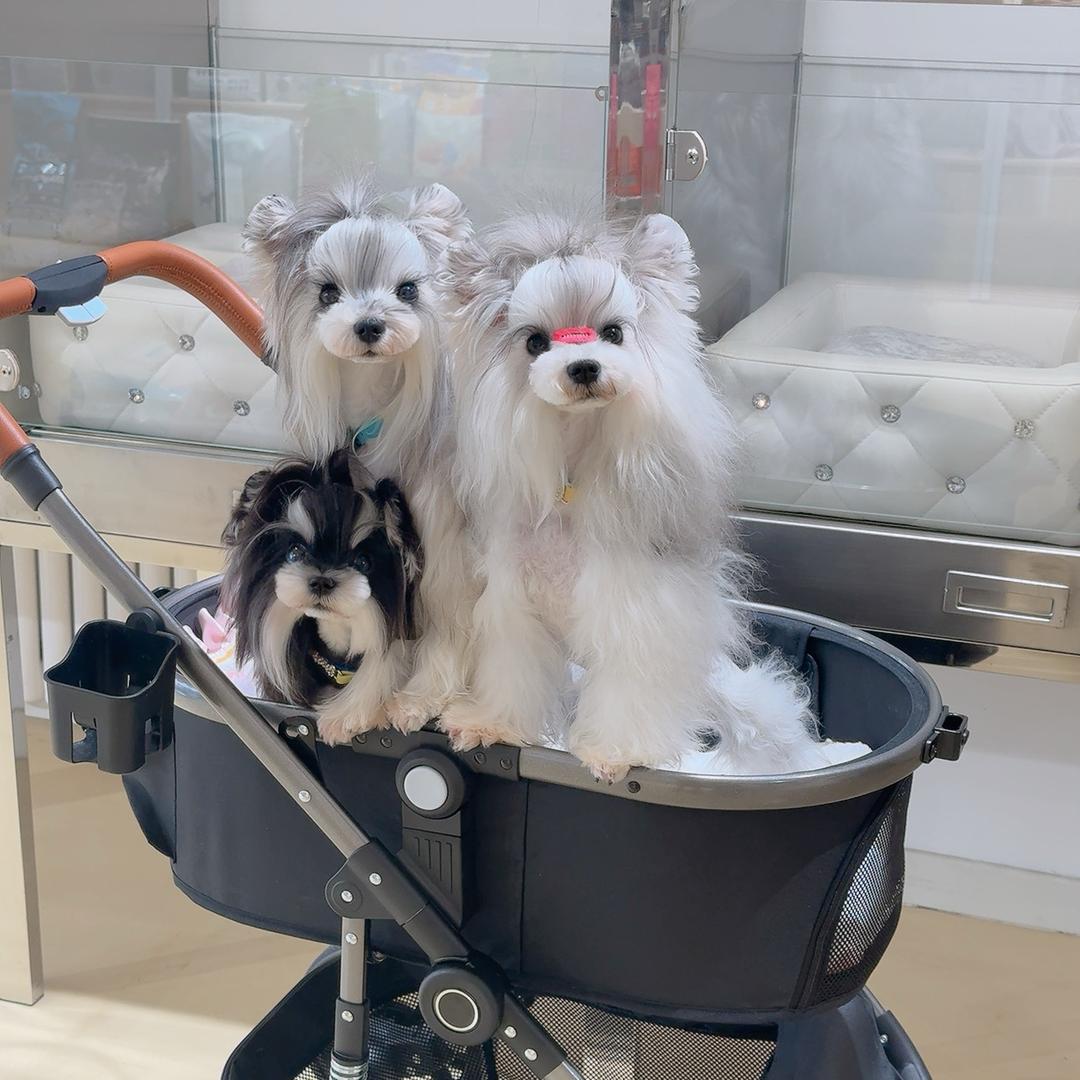 宠物奇缘.雪纳瑞