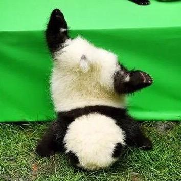 熊喵带你看熊猫