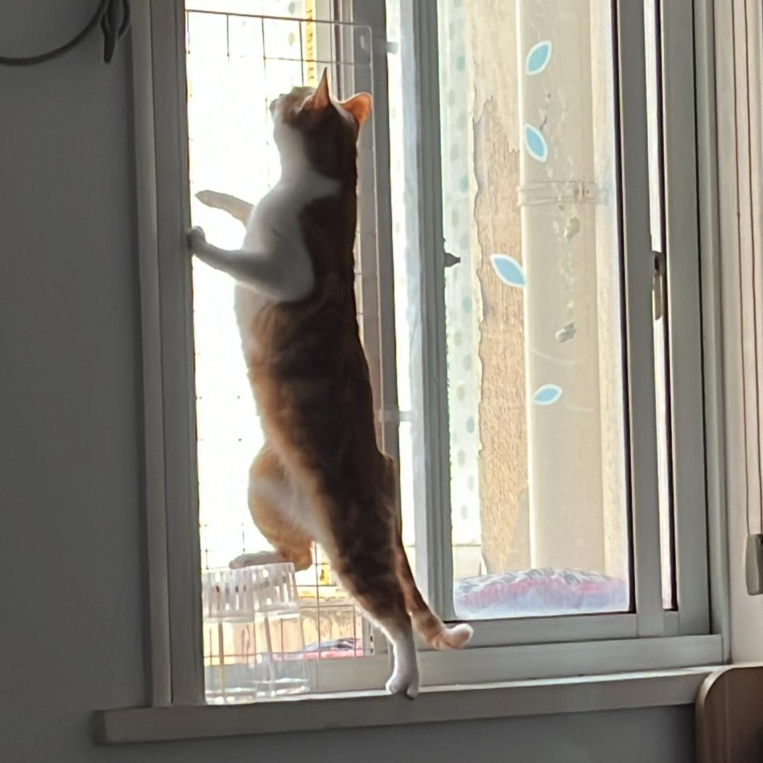 会偷的小葡萄（德牧金鹰犬舍）