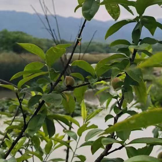 福泽Y57