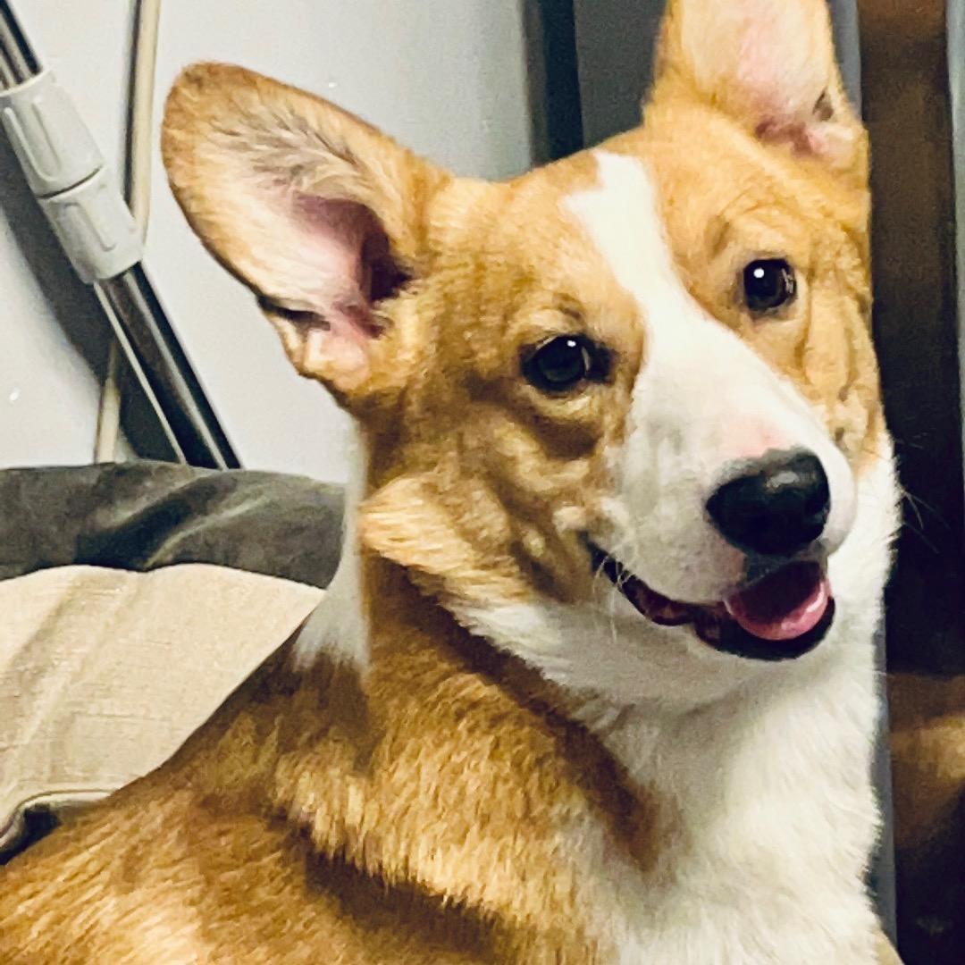 待到葡萄熟透时🍇