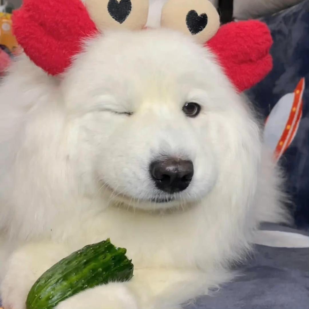 奇淇爱吃薯条🍟