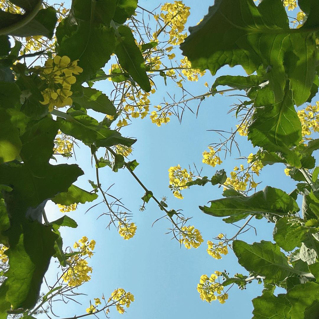 💋🌻自律，自由