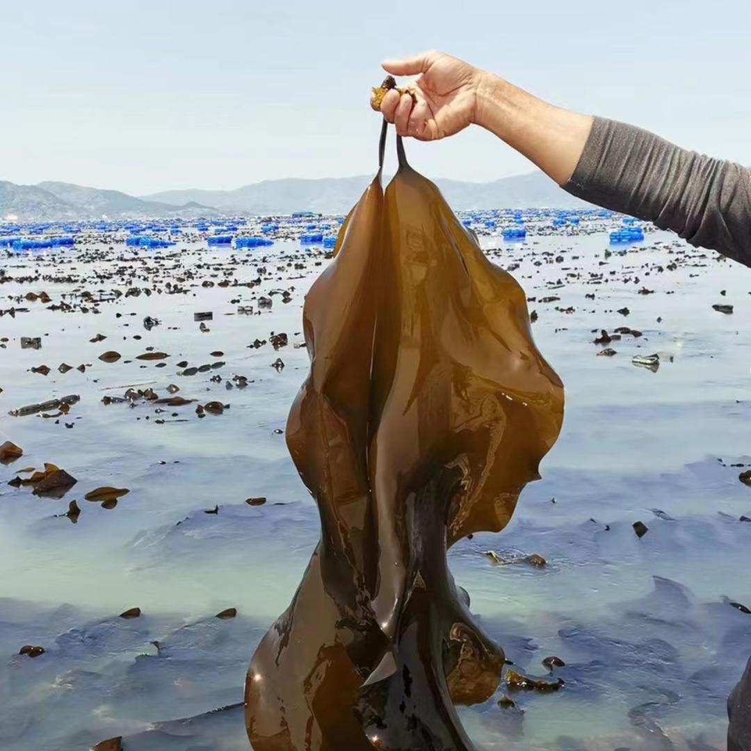 深海鲜活商行