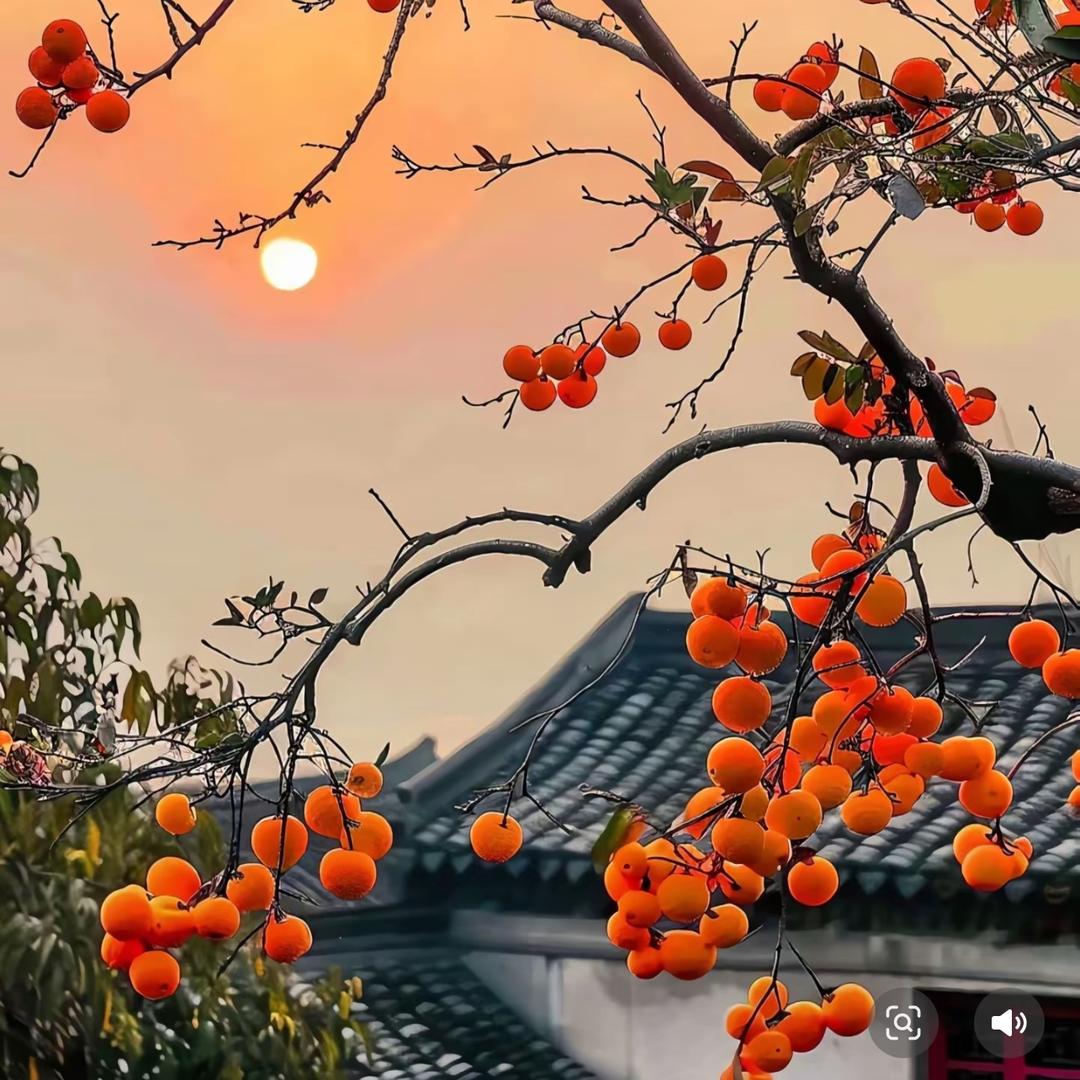 麦麦姐