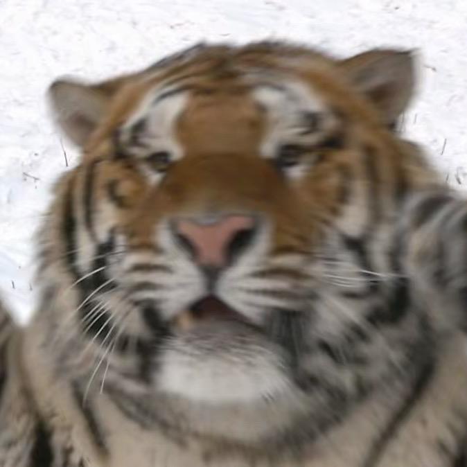 萌虎🐯