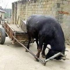 牛牛勤奋