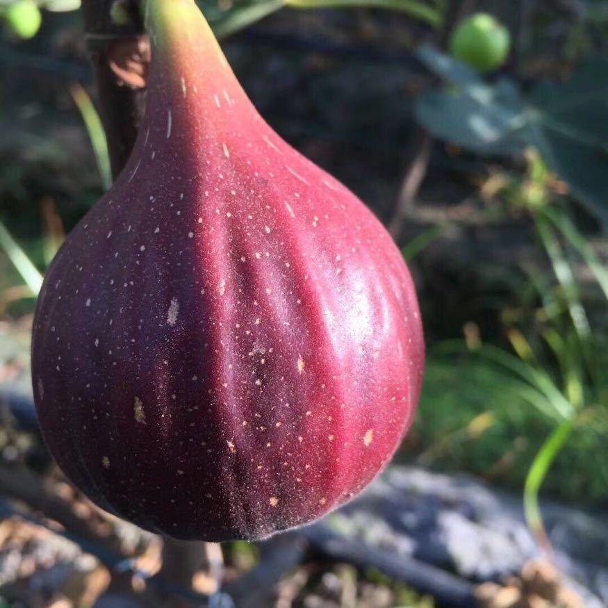 老金小金说无花果
