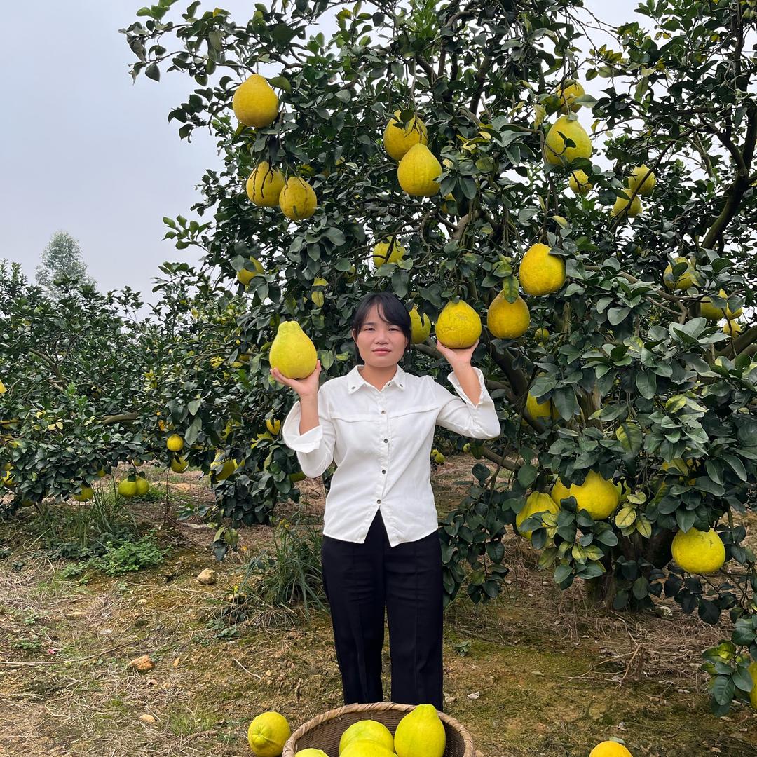 黄丫头