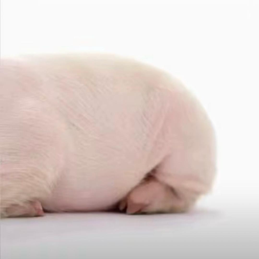 英俊潇洒炫酷勇敢的大便侠