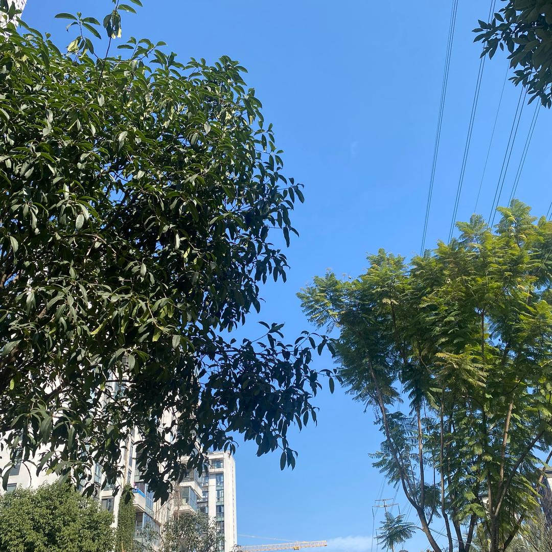 慧灯之道