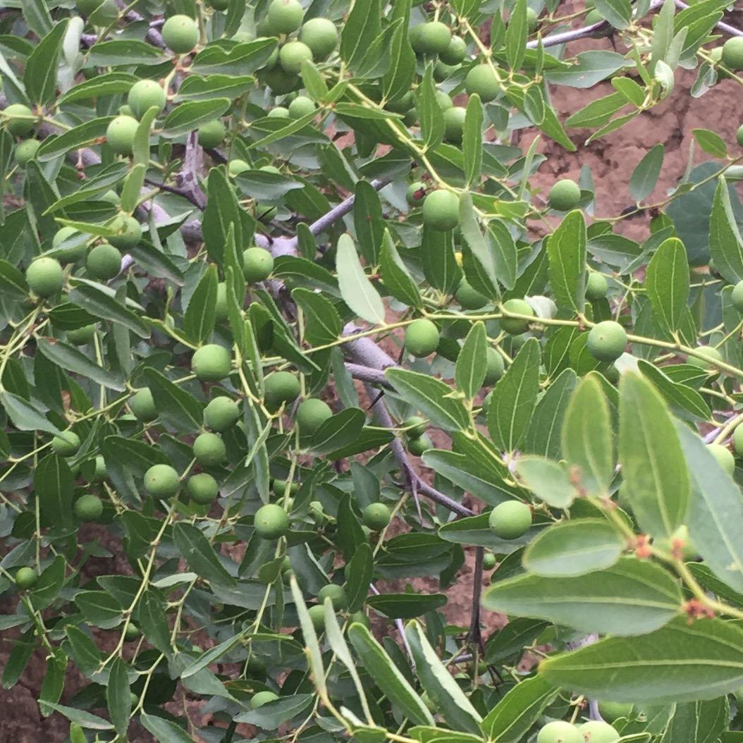 酸枣种植，山西运城，墩张村