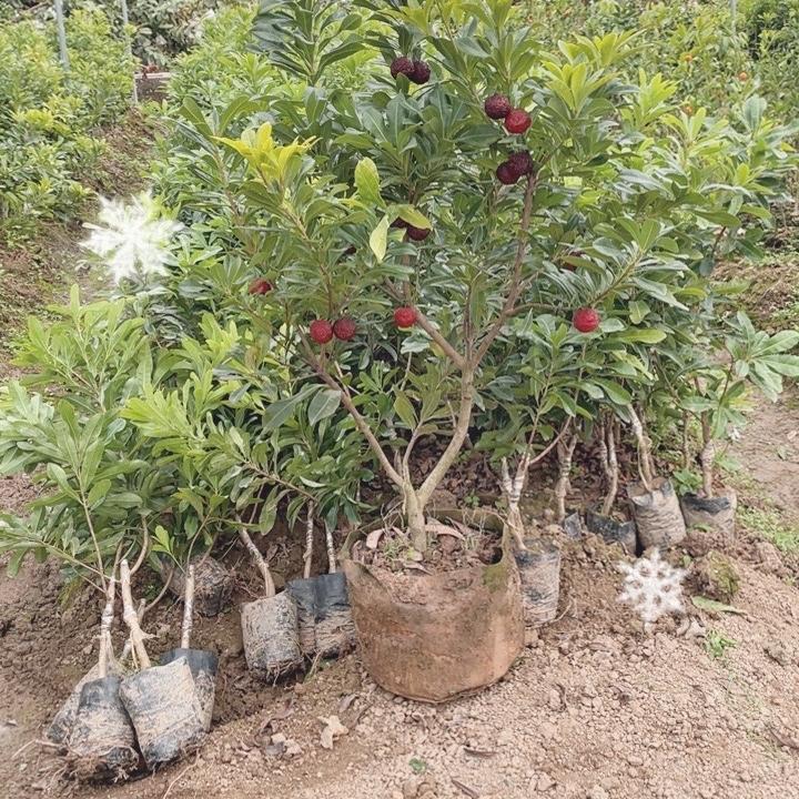 采蘩盈茂果树苗木专卖店