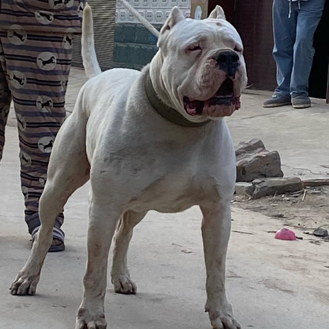 阿飞杜高犬