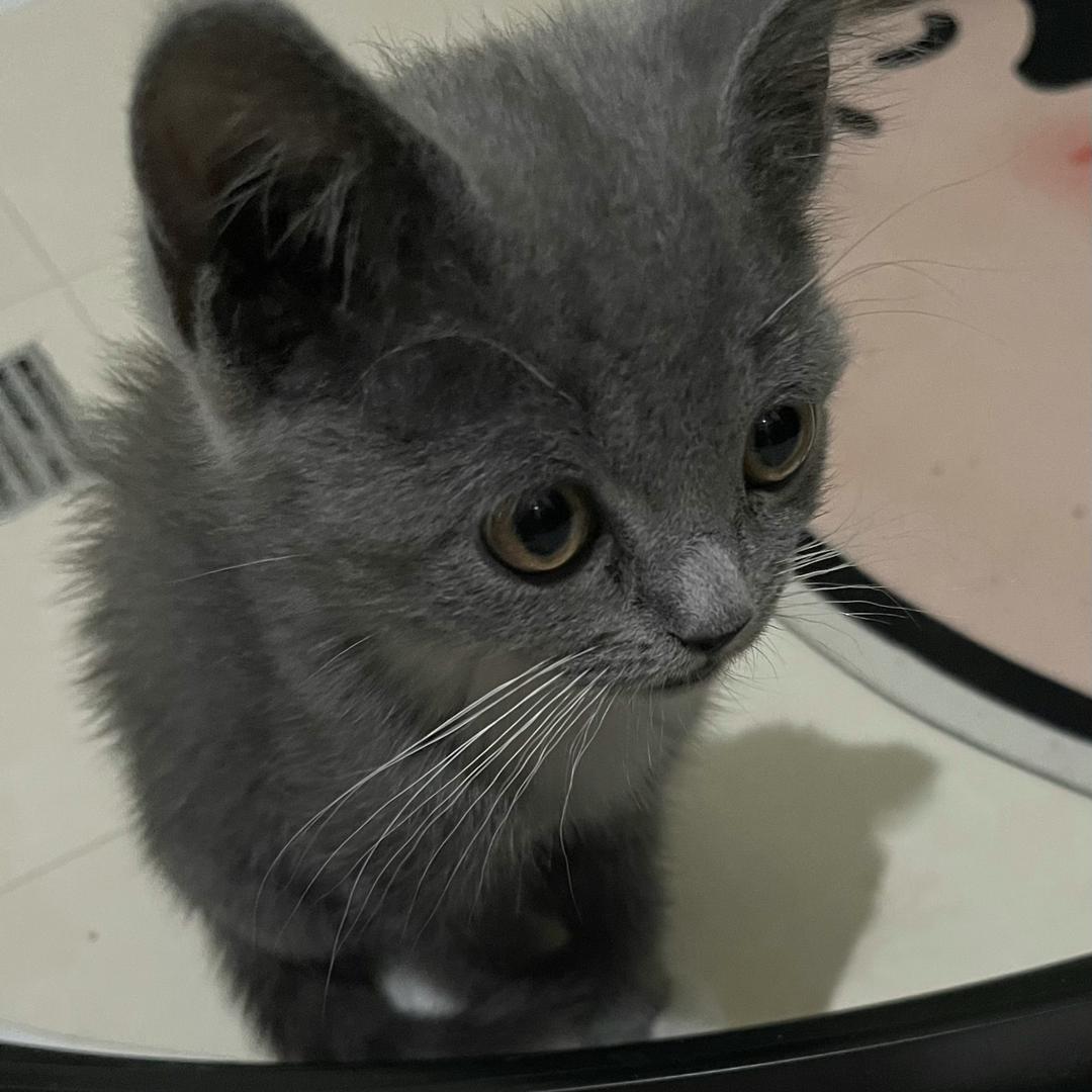 大脸猫玖月