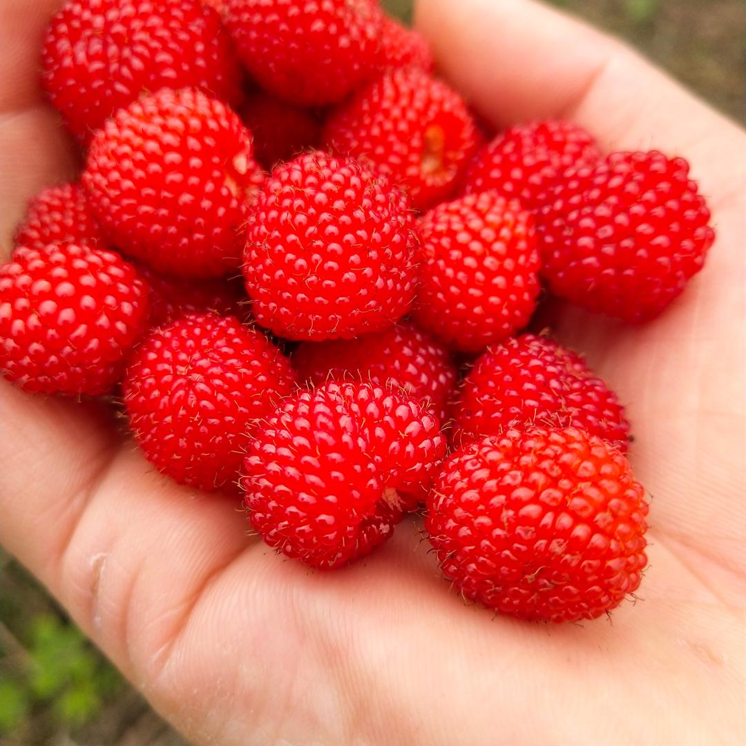 先苦后甜🌹🌹