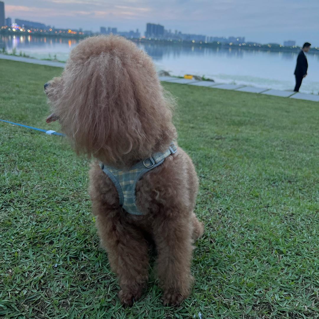 别开团我先送