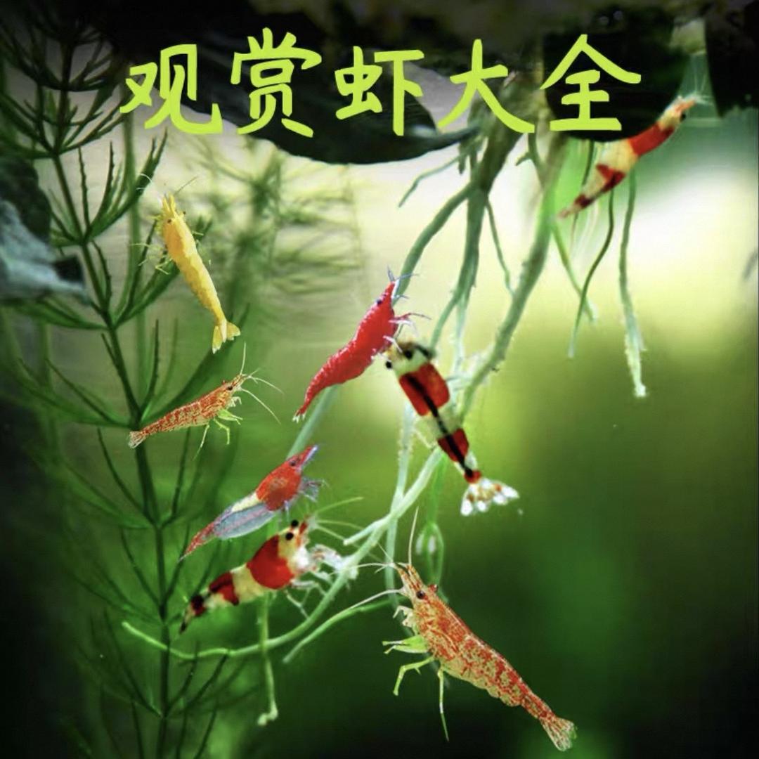 吉运水族