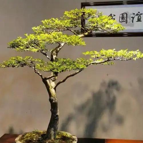 建始安佳盆景艺术园