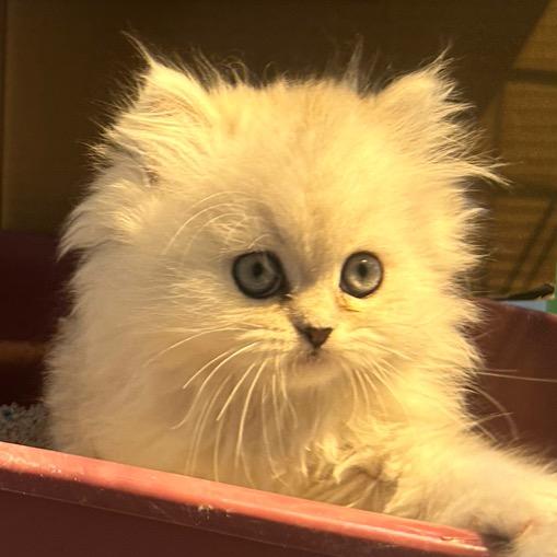小蝌蚪🐱