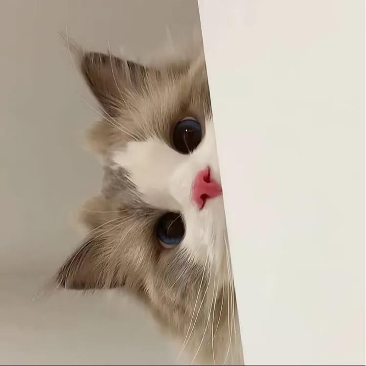 不是妹妹x