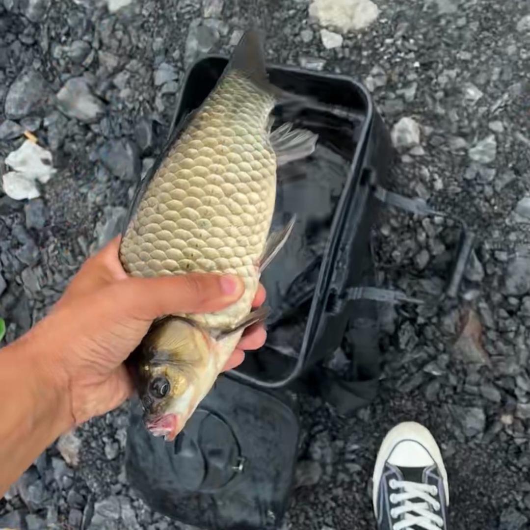 阿怪 打野鲫🐟