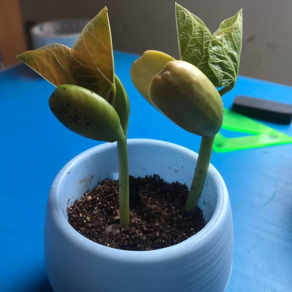 裴！🐴🐴上有💵💵💵