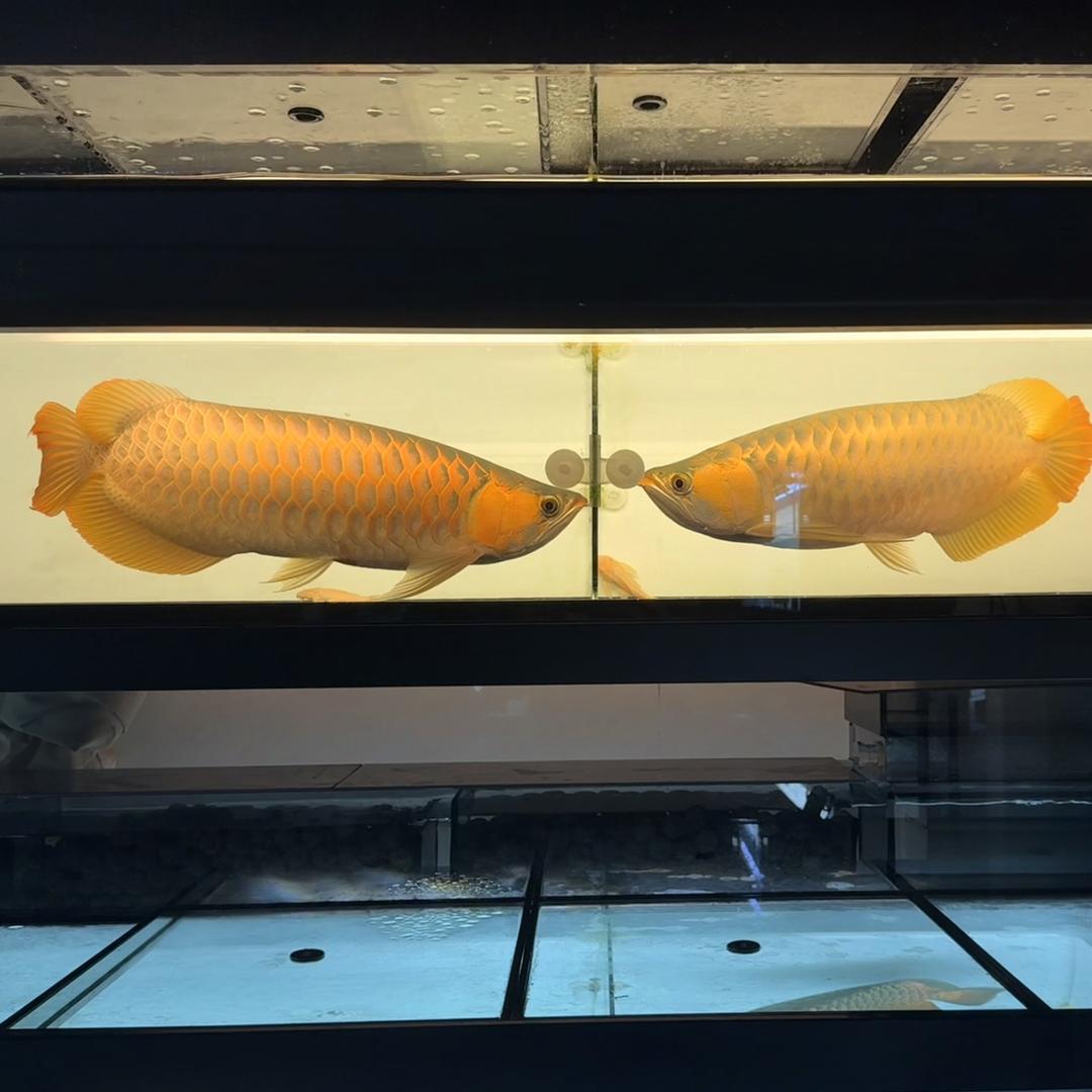 秋林真甄选渔业