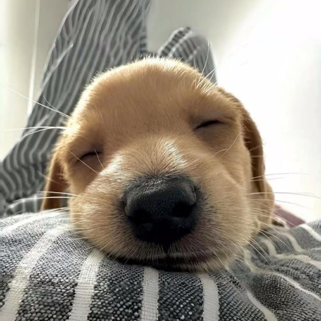 安工院苦瓜学长