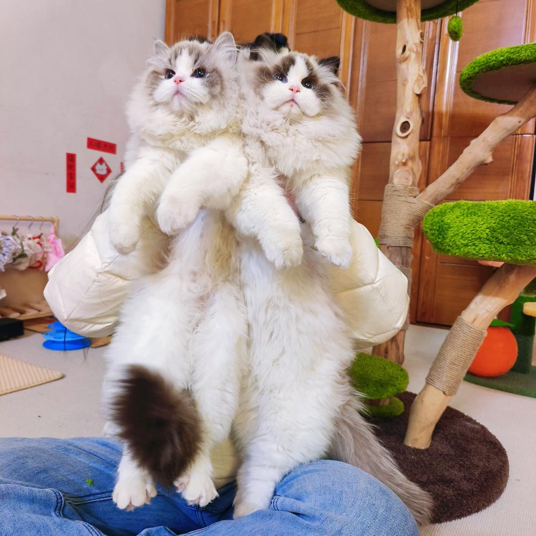 新乡玥玥的布偶猫