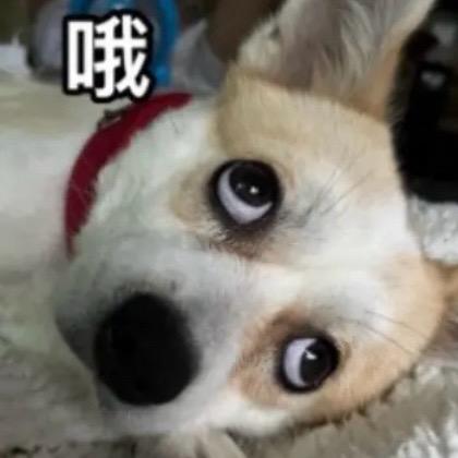 顽固咕鹿咕鹿🫎🥕