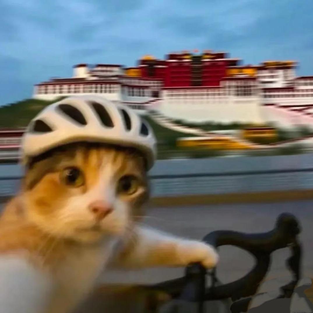 命运戏弄大馋猪🐷