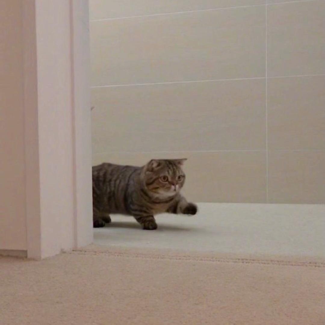 嘉嘉嘉