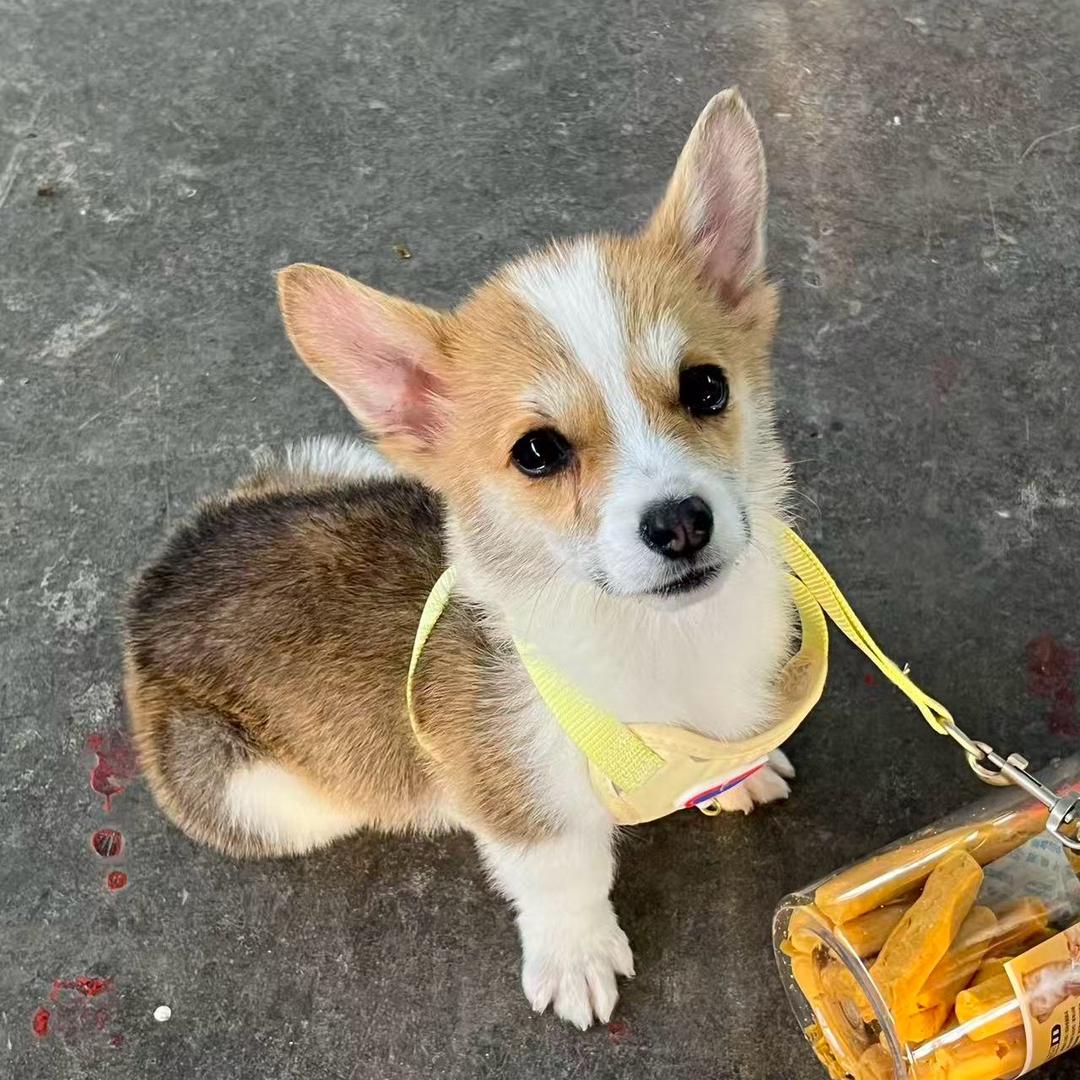 王小喵