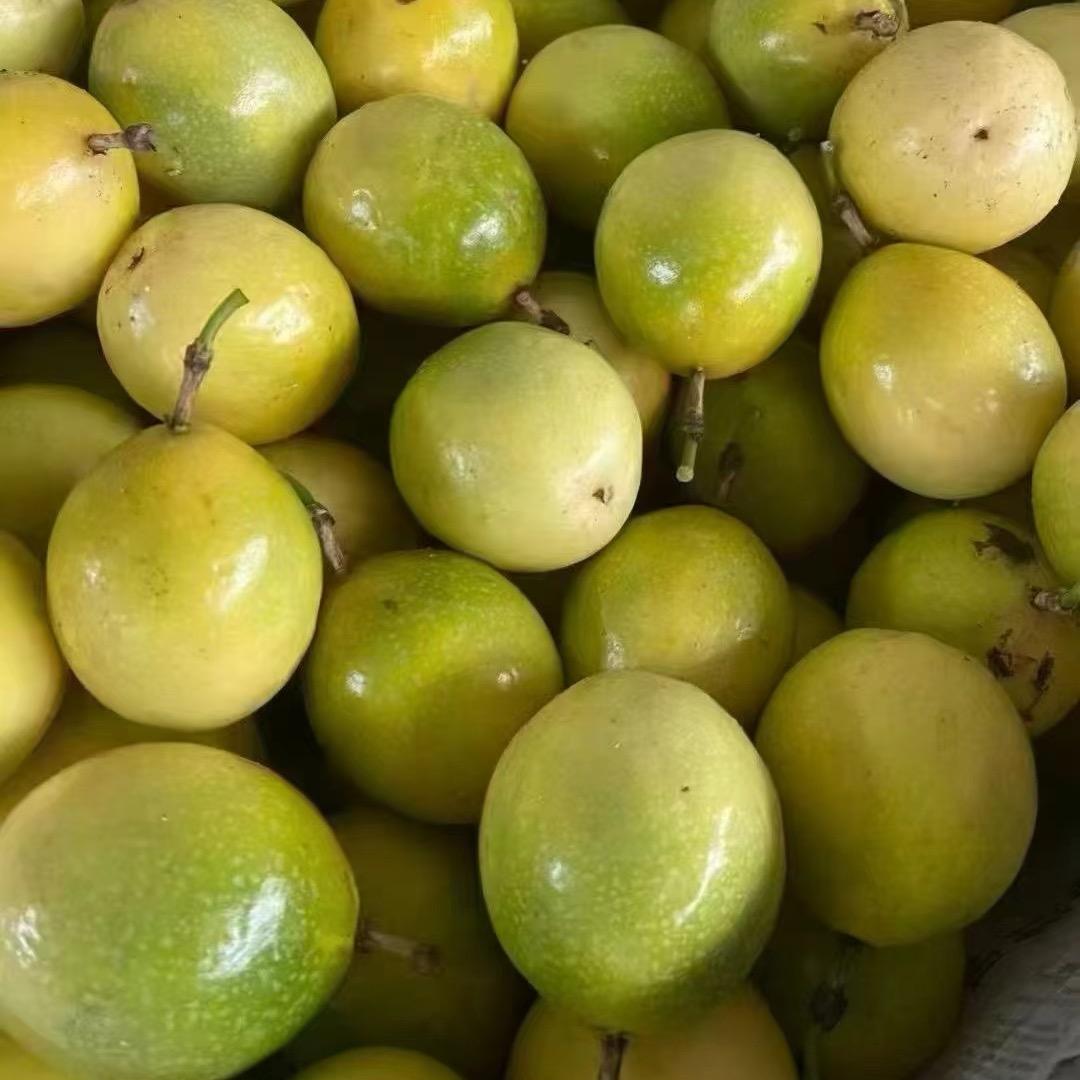 蜜源百香果