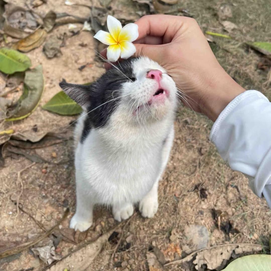 芸子