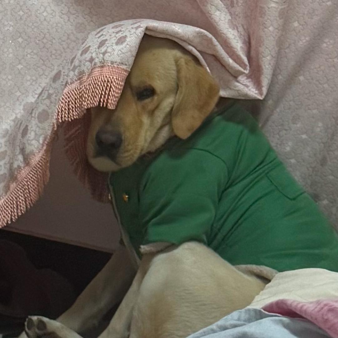 正儿八经单身的蛋娃