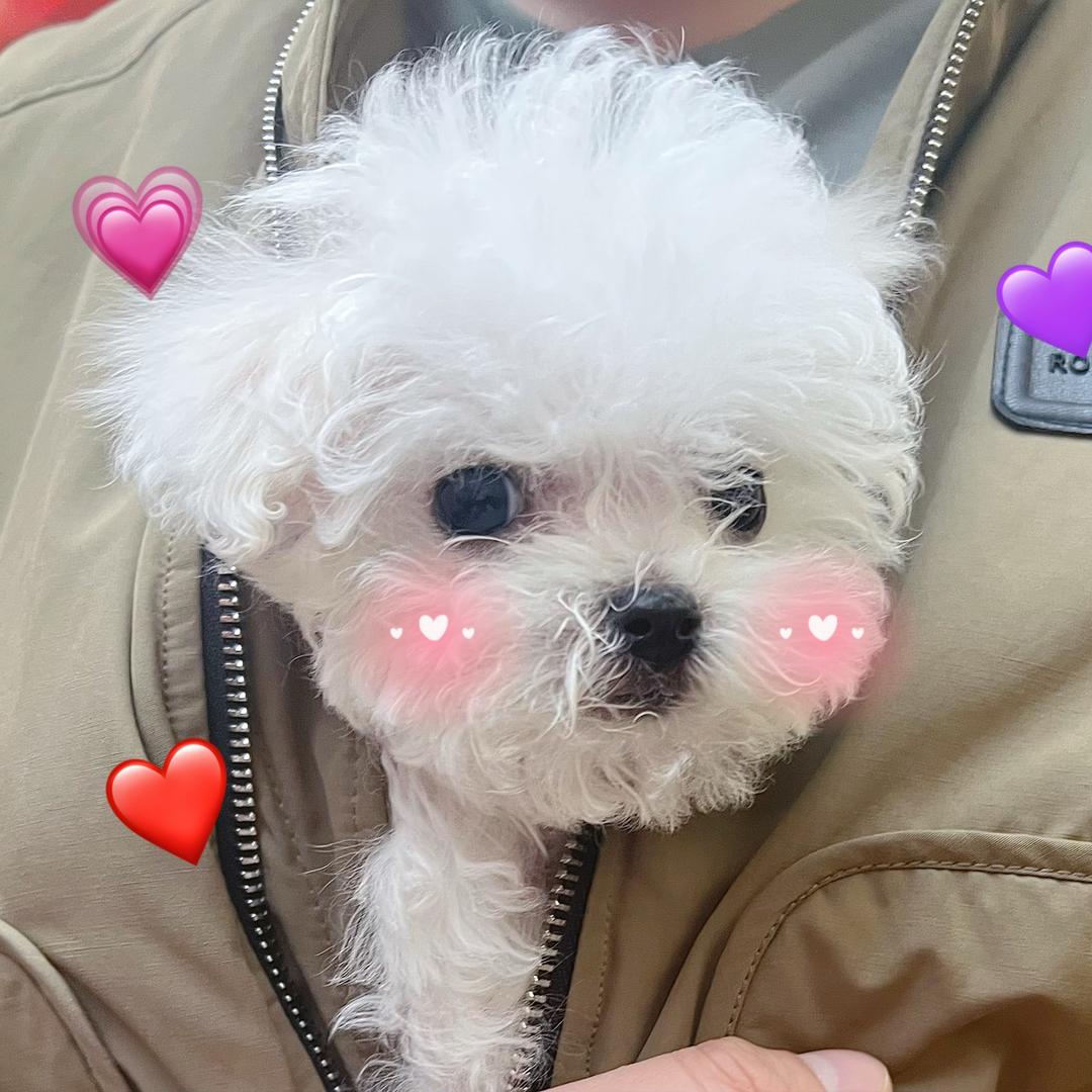 四喜是只小比熊