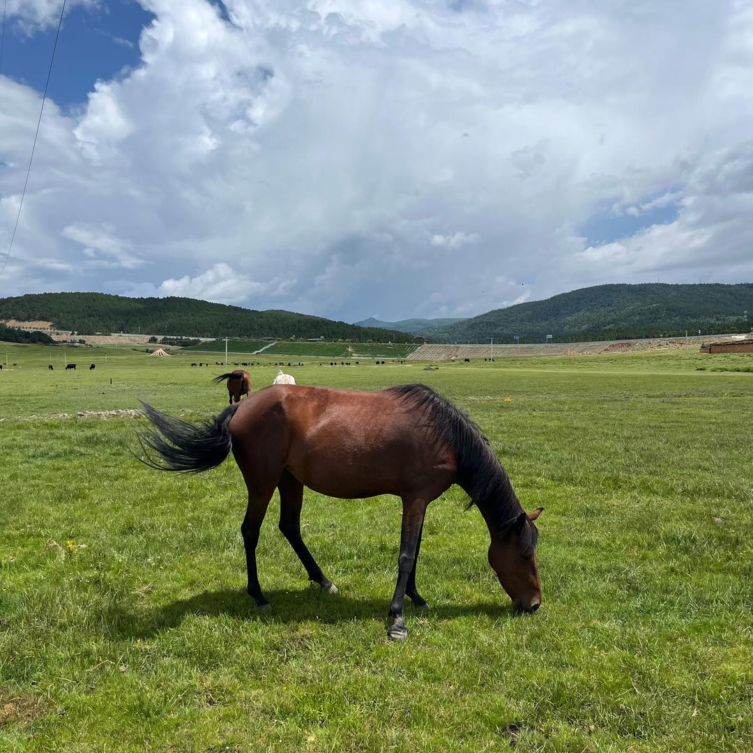 汉伯克烤肠 平顶山