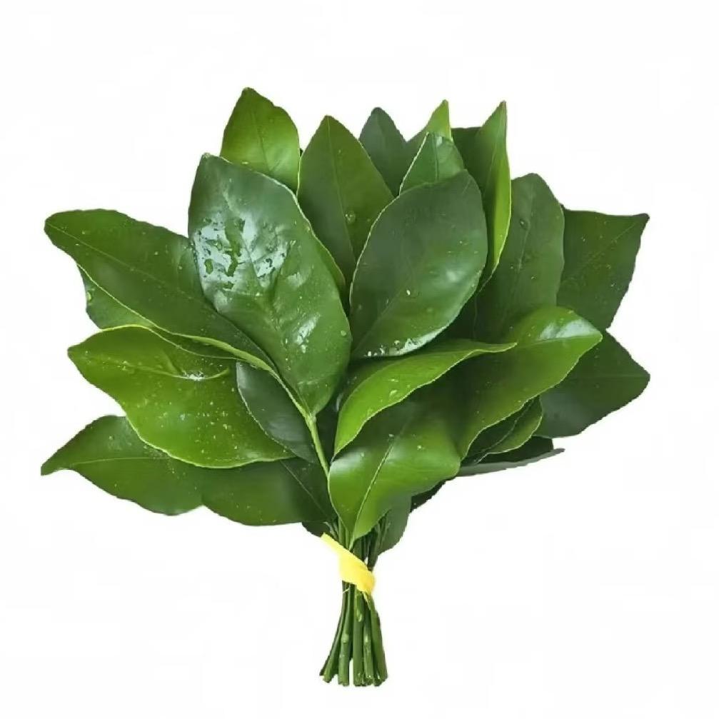 好运加满⁺¹⁰⁰