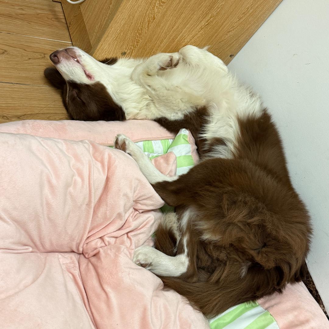 我是鞭炮