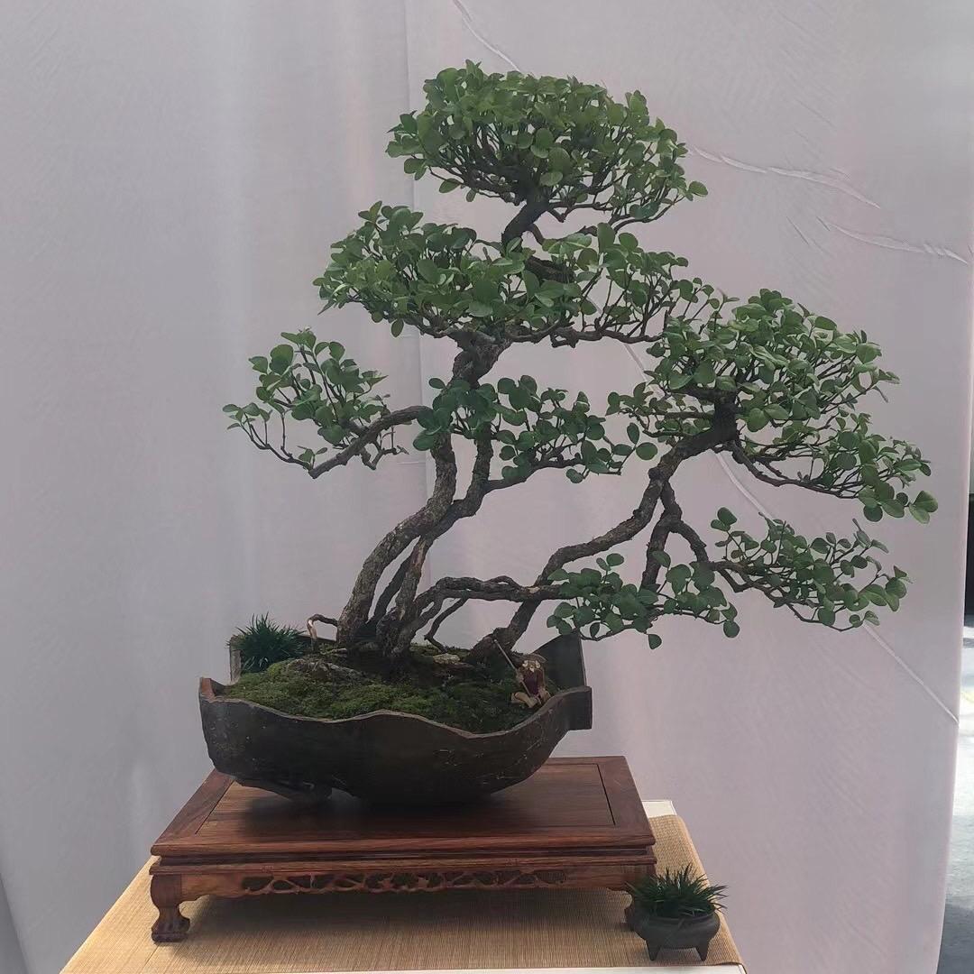 花茗源盆景
