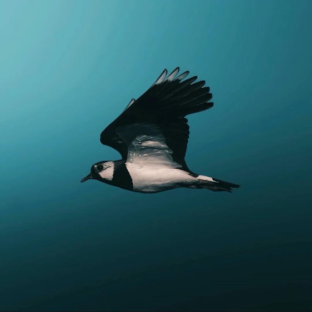 是不是不是.