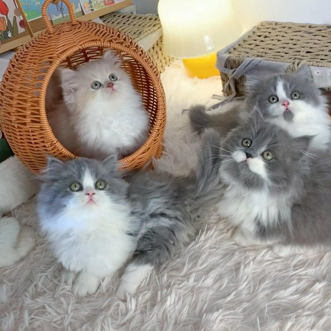 白球家的猫🐱